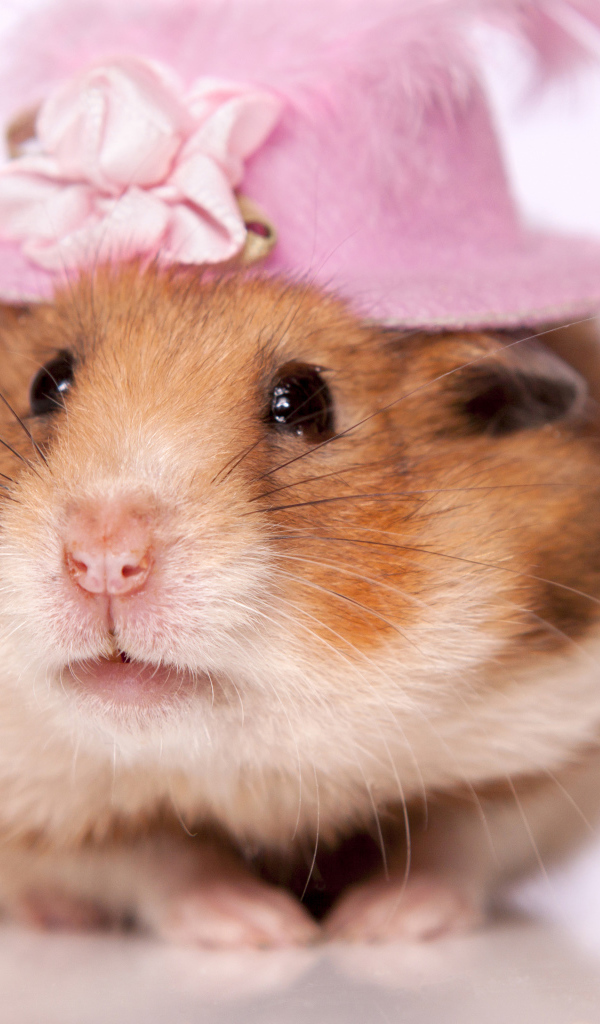 Забавный хомяк в шляпке на белом фоне