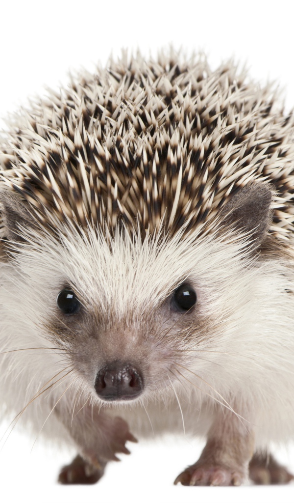 Забавный еж крупным планом на белом фоне