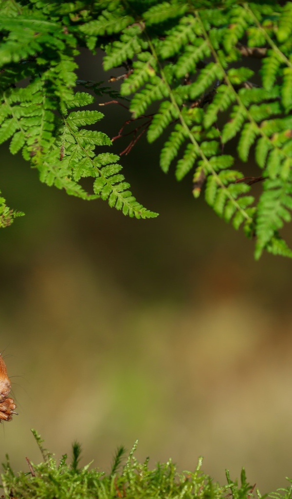 Рыжая белка сидит под зеленой веткой