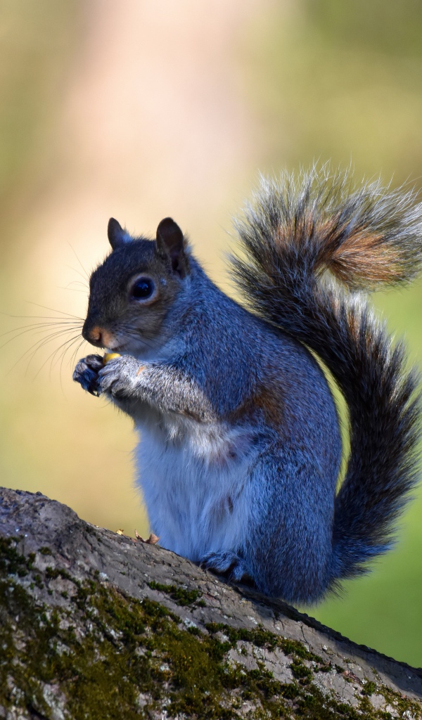 Маленькая белка с орехом на дереве 