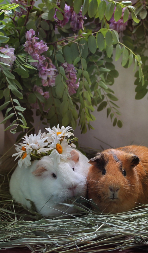 Две морские свинки в гнезде из сена