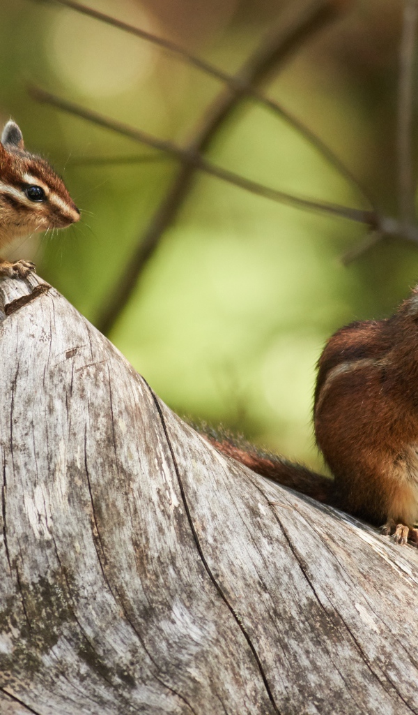 Два маленьких бурундука сидят на сухом дереве 