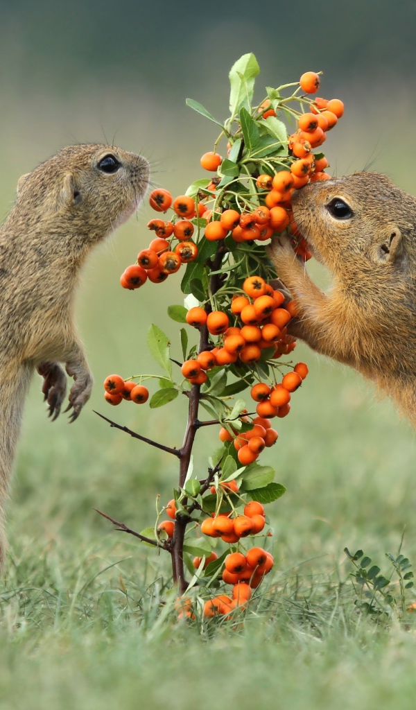 Два маленьких суслика рвут оранжевые ягоды с ветки