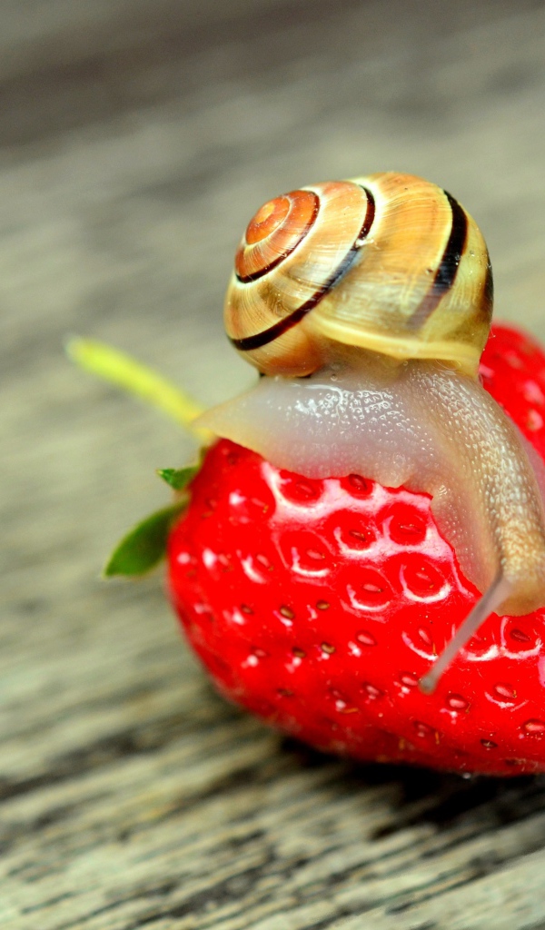 Улитка сидит на красной спелой клубнике