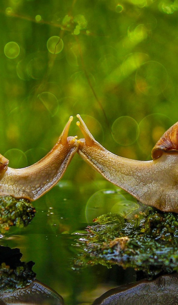 Поцелуй двух улиток у воды