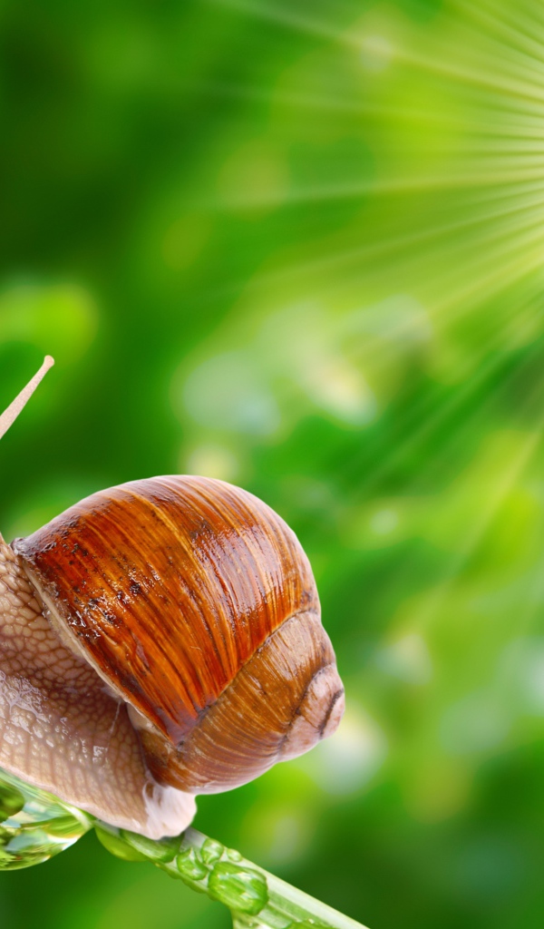 Улитка в лучах солнца на травинке 