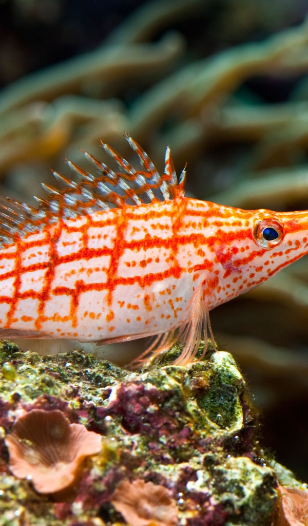 Красивая рыбка Длиннорылый кудрепер под водой