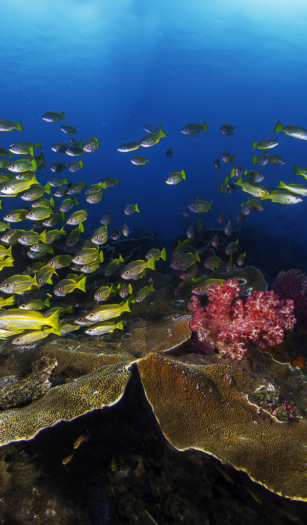 Косяк рыб в живописном подводном мире