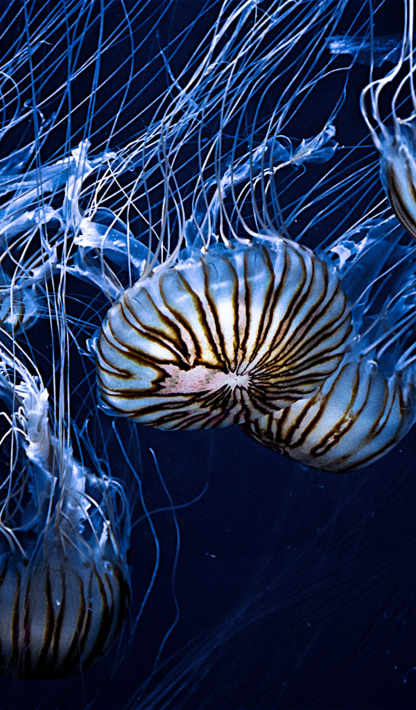 Красивые морские медузы 