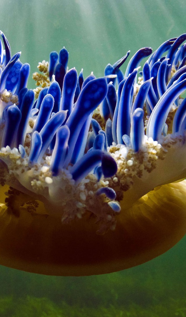 Красивая необычная медуза Кассиопея 