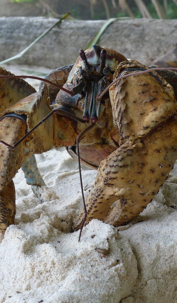 Большой краб на песке крупным планом