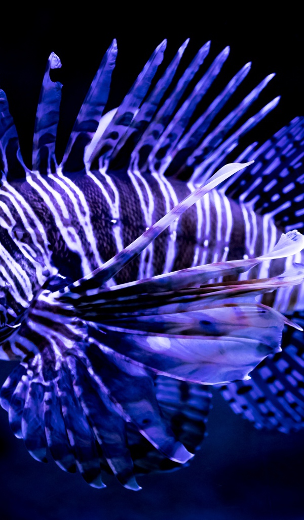 Яркая расцветка рыбы крылатки 