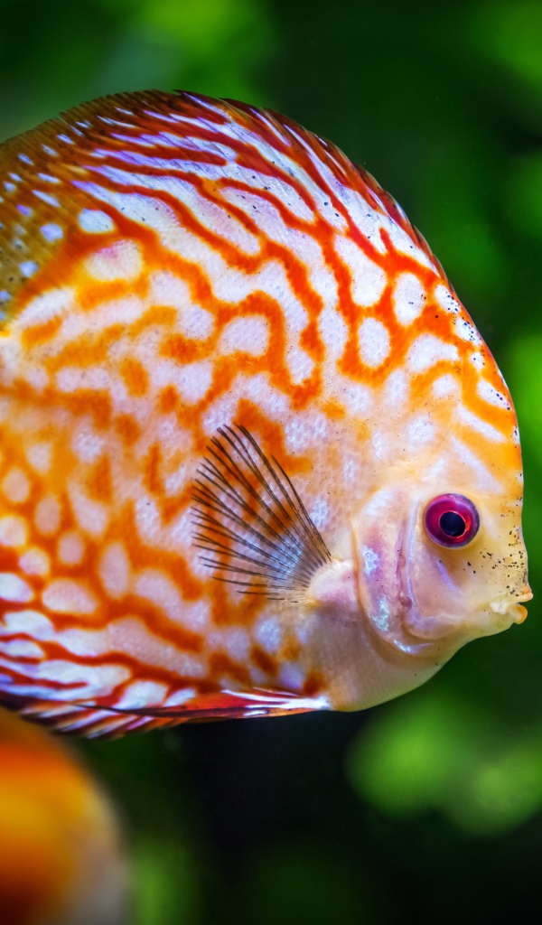 Яркая океаническая рыба Дискус 