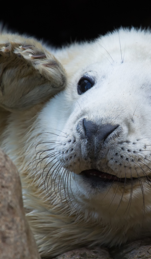 Забавная морда белой нерпы