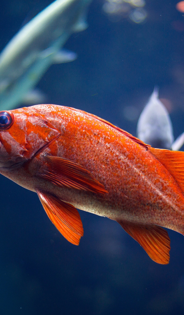 Золотая океаническая рыбка