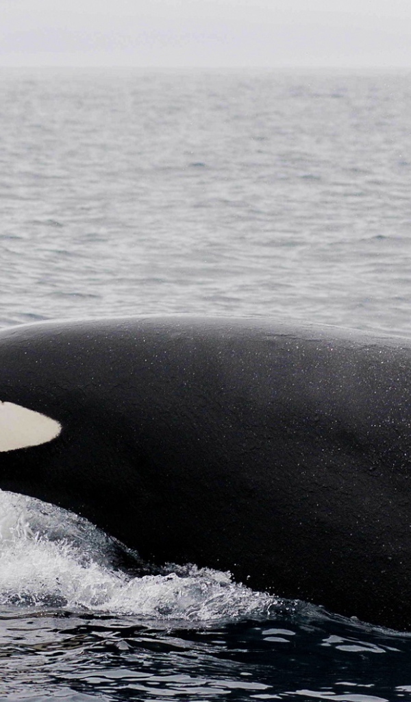 Большая касатка в воде 