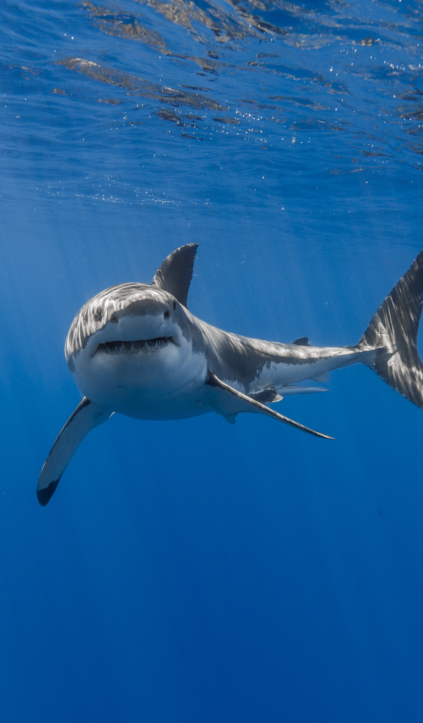 Большая хищная акула плавает под водой