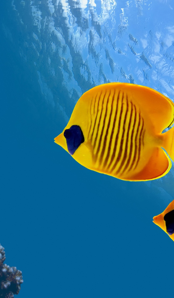 Морские разноцветные рыбы-бабочки в воде 