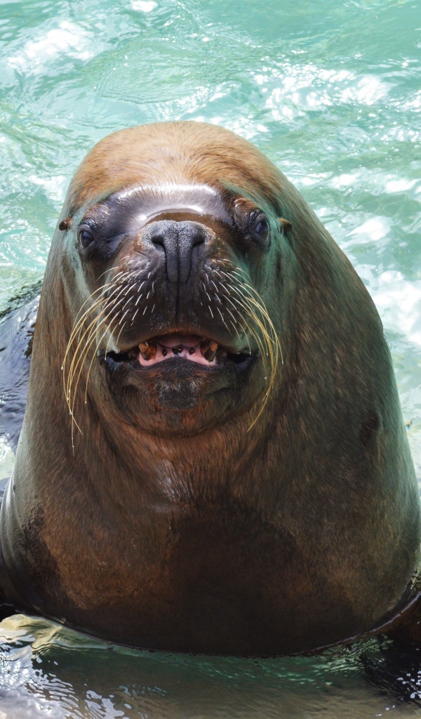 Веселый морской лев в воде 