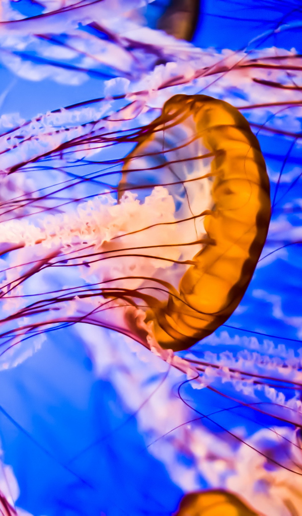 Разноцветные медузы под водой крупным планом