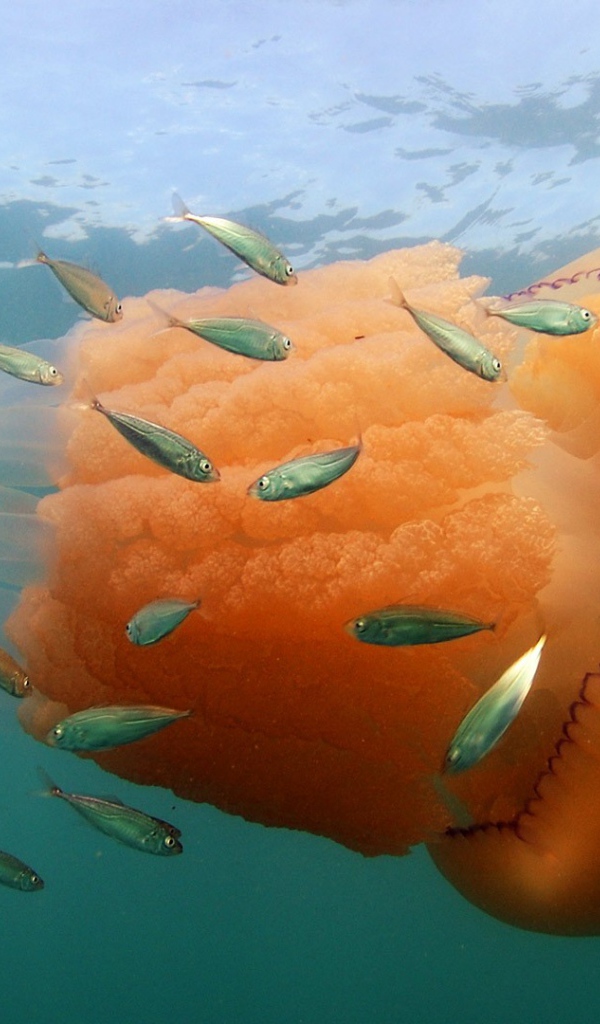 Оранжевая медуза с маленькими рыбками  