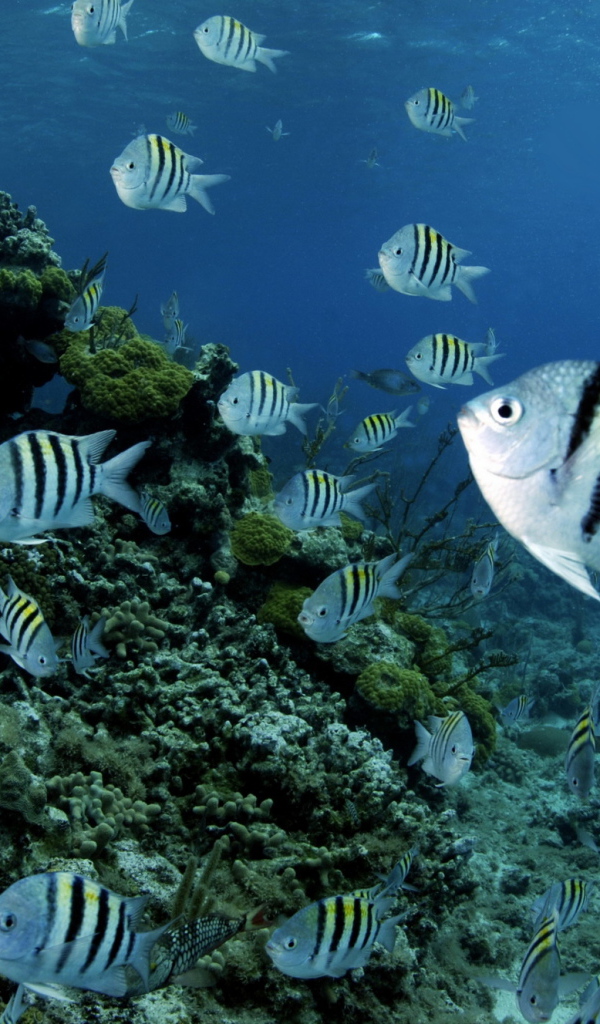Полосатые рыбки в воде 