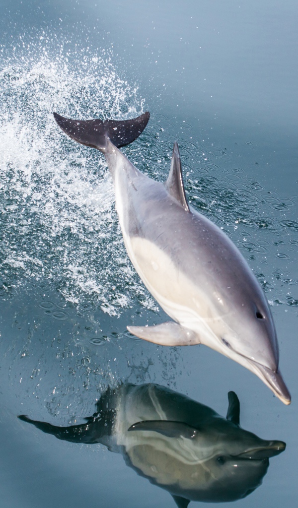 Дельфин в прыжке отражается в воде