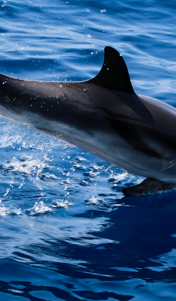 Дельфин прыгает в голубую воду
