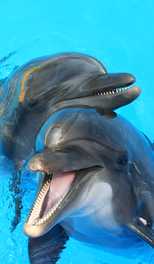 Два дельфина в голубой воде