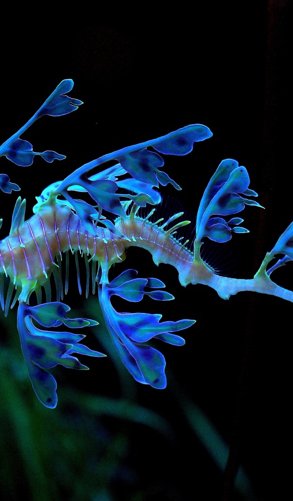 Необычный голубой Морской конёк-тряпичник 