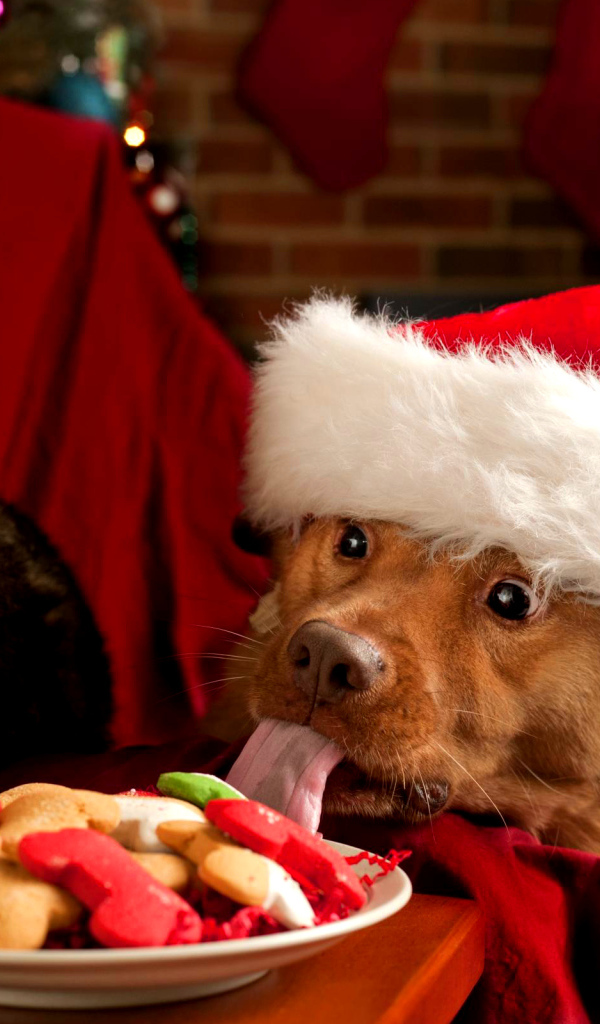 Собака и кот в новогодних костюмах за праздничным столом