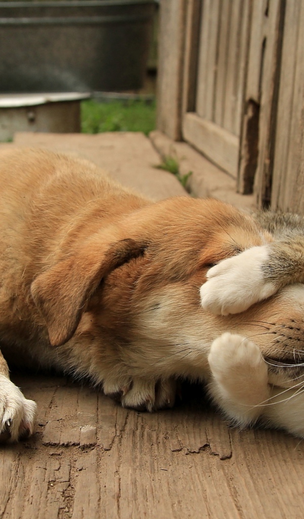 Спящий кот обнимает собаку за морду 