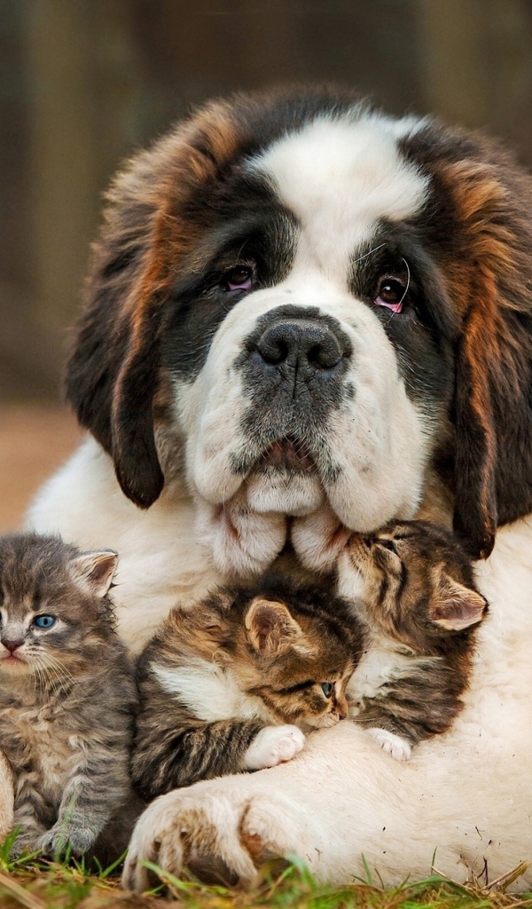 Большой сенбернар с тремя маленькими котятами