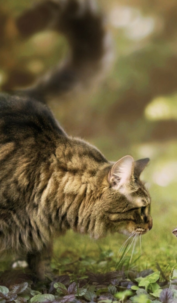 Кошка и бурундук знакомятся в саду