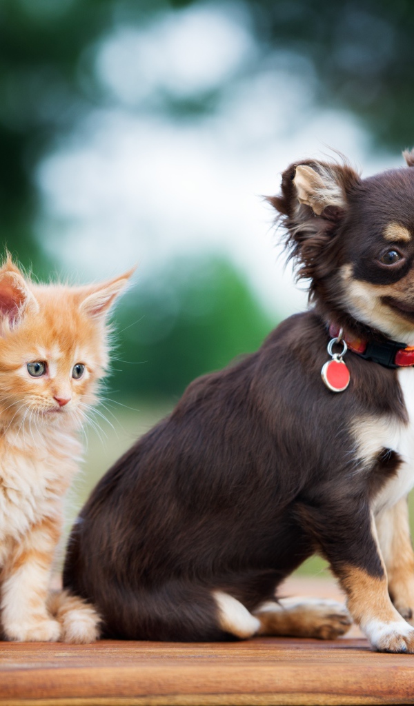 Щенок чихуахуа с маленьким рыжим котенком