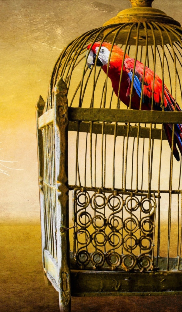 Любопытный котенок смотрит на клетку с попугаем