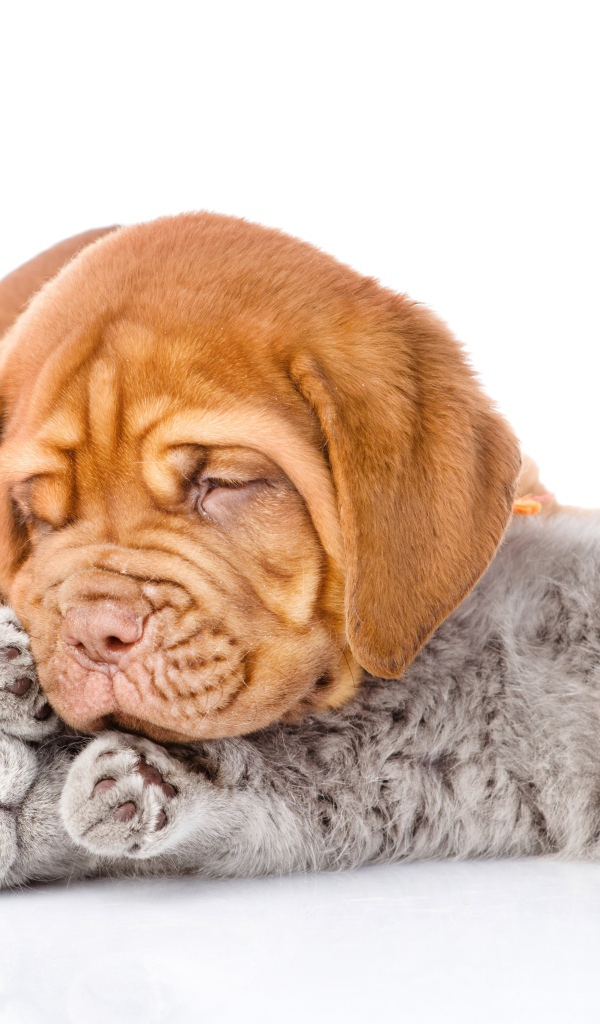 Милый щенок спит с серым котенком на белом фоне