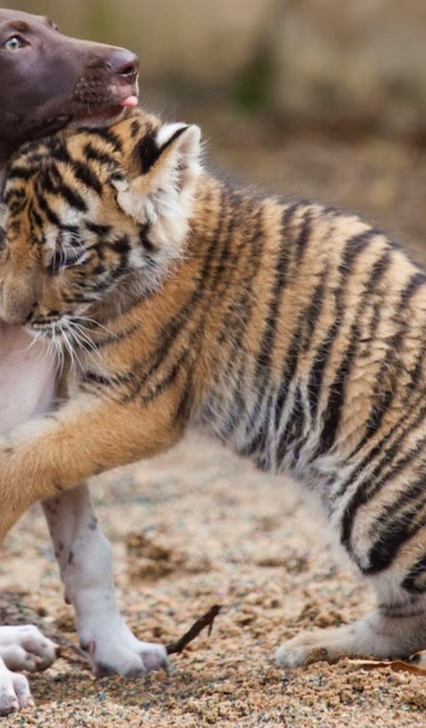 Маленький щенок и тигренок обнимаются