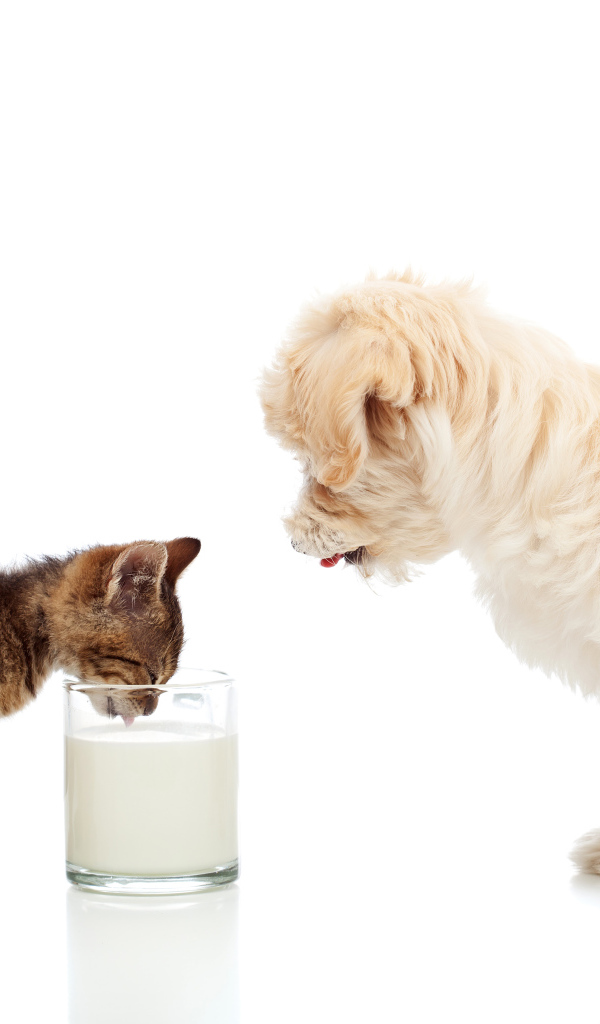 Маленькие друзья котенок и щенок пьют молоко из стакана
