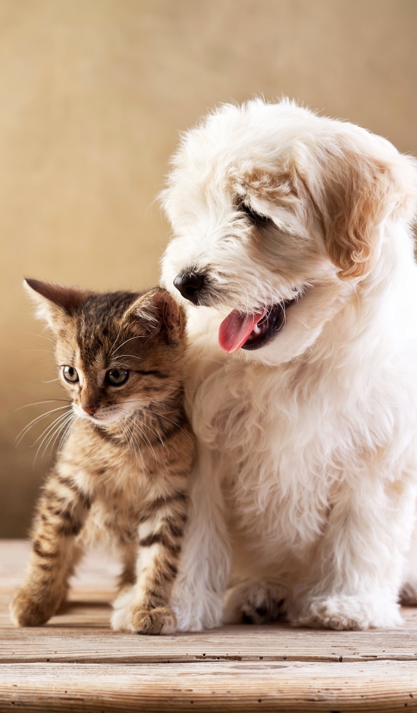 Маленькие друзья белый пушистый щенок и серый котенок