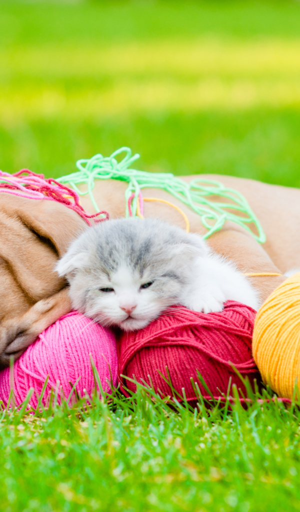 Маленький щенок и котенок спят с клубками нитей на зеленой траве