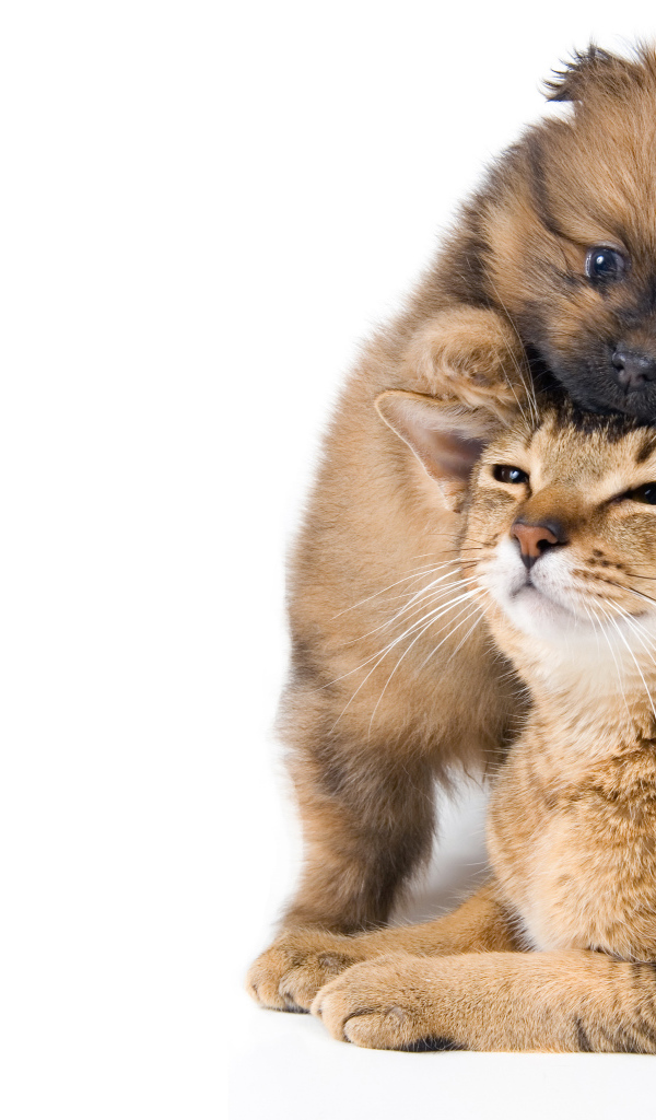 Маленький щенок играет с котом на белом фоне 