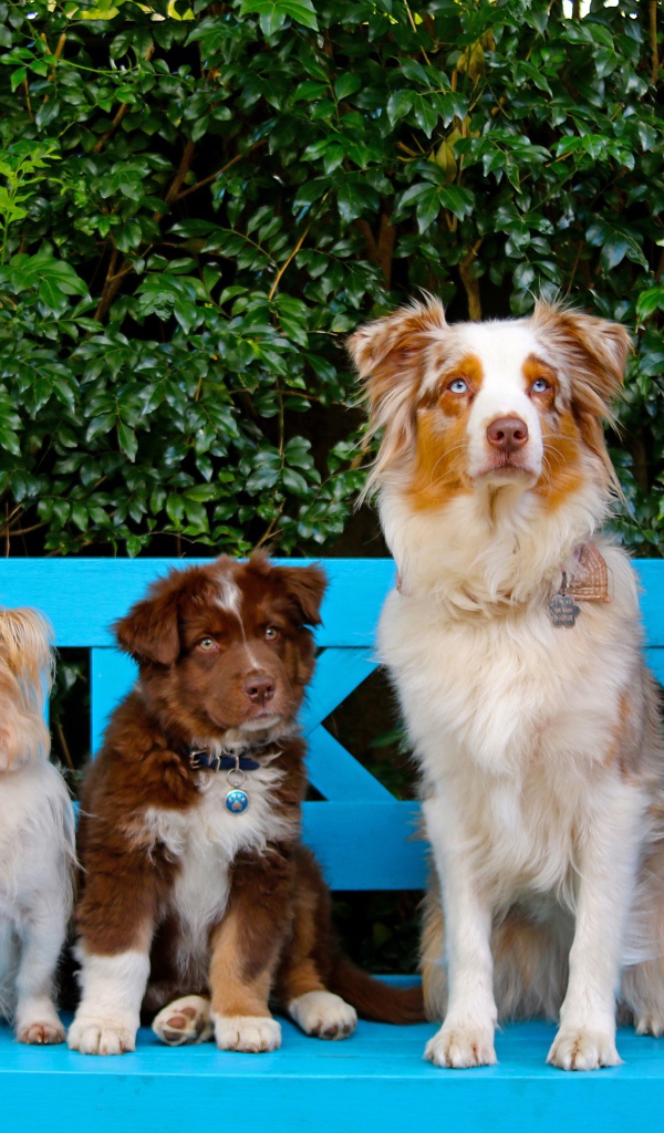 Милые собаки и кот на сидят на лавке 