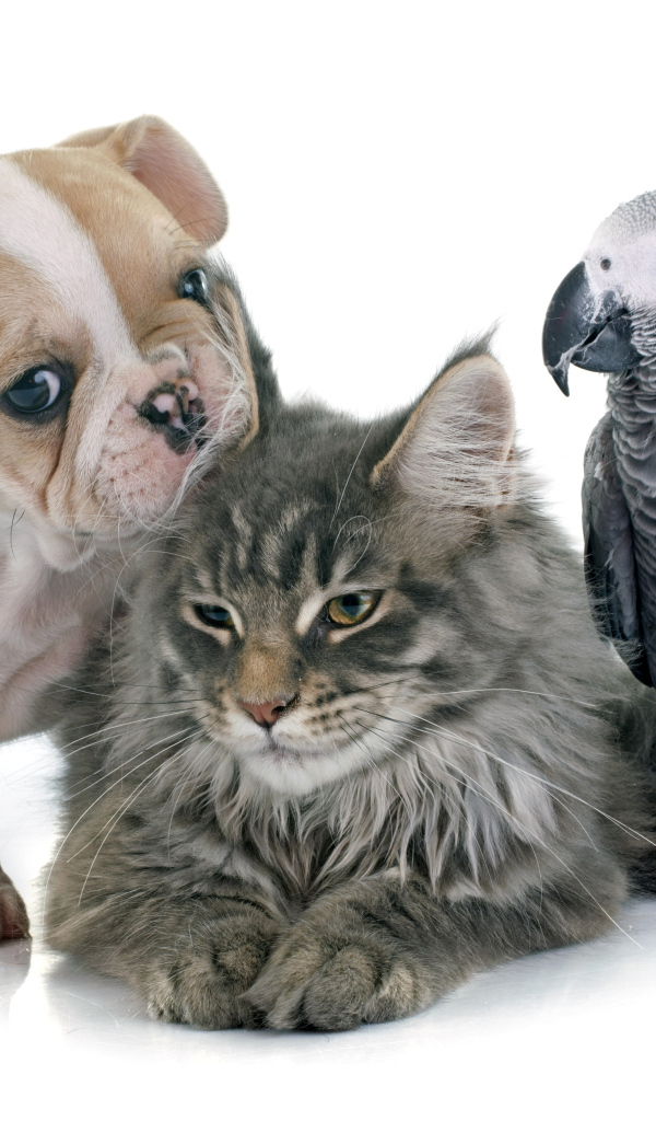 Щенок,  кот и попугай на белом фоне 