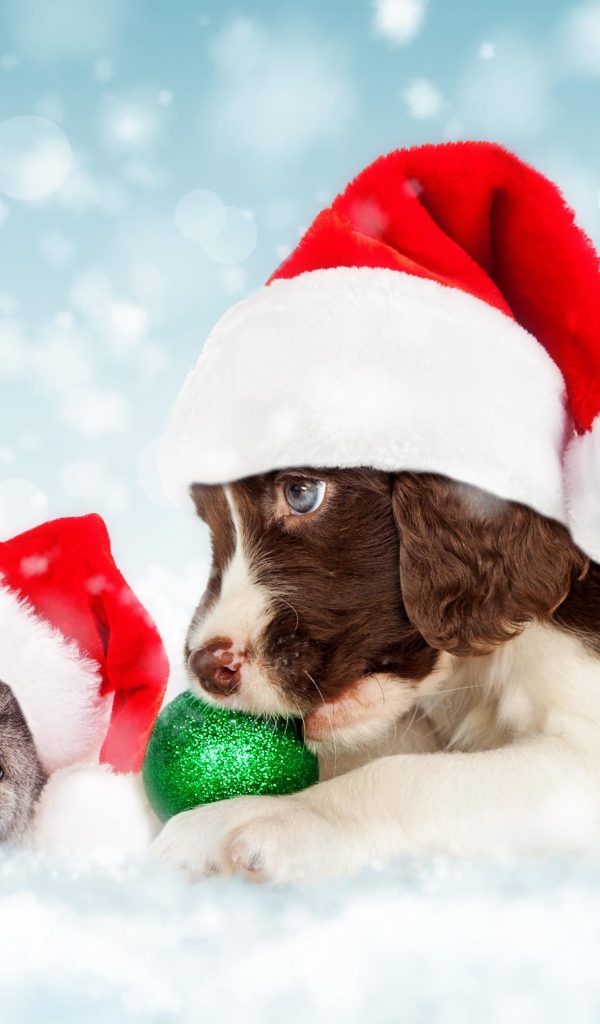 Щенок и котенок в новогодних костюмах на Новый год