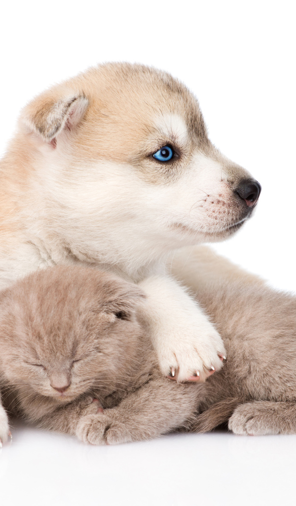 Щенок хаски и маленький котенок на белом фоне 