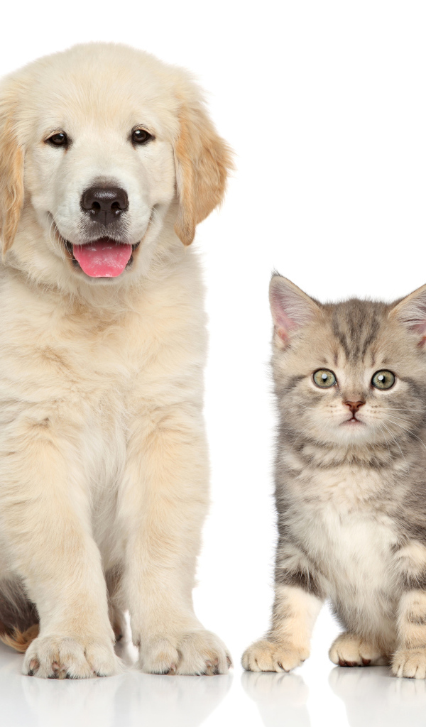 Щенок золотистого ретривера и серый котенок на белом фоне