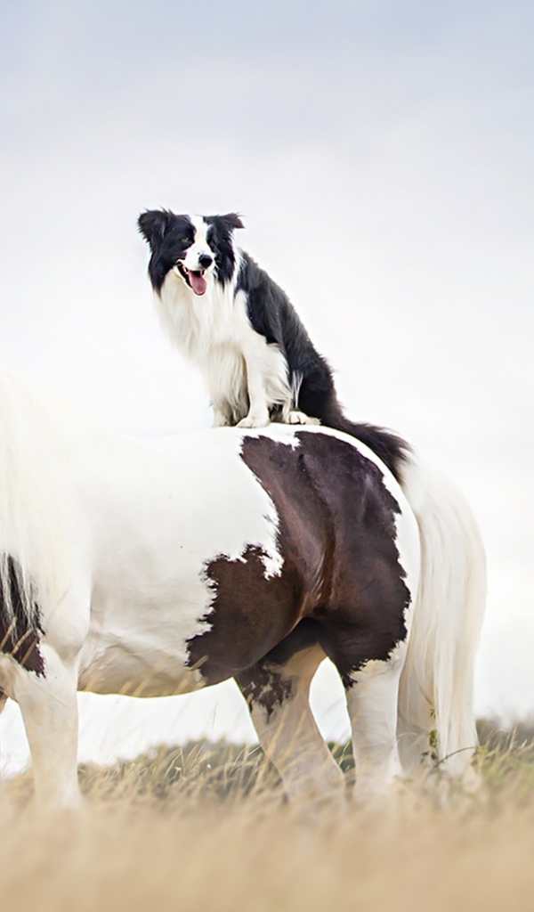 Собака сидит верхом на лошади 