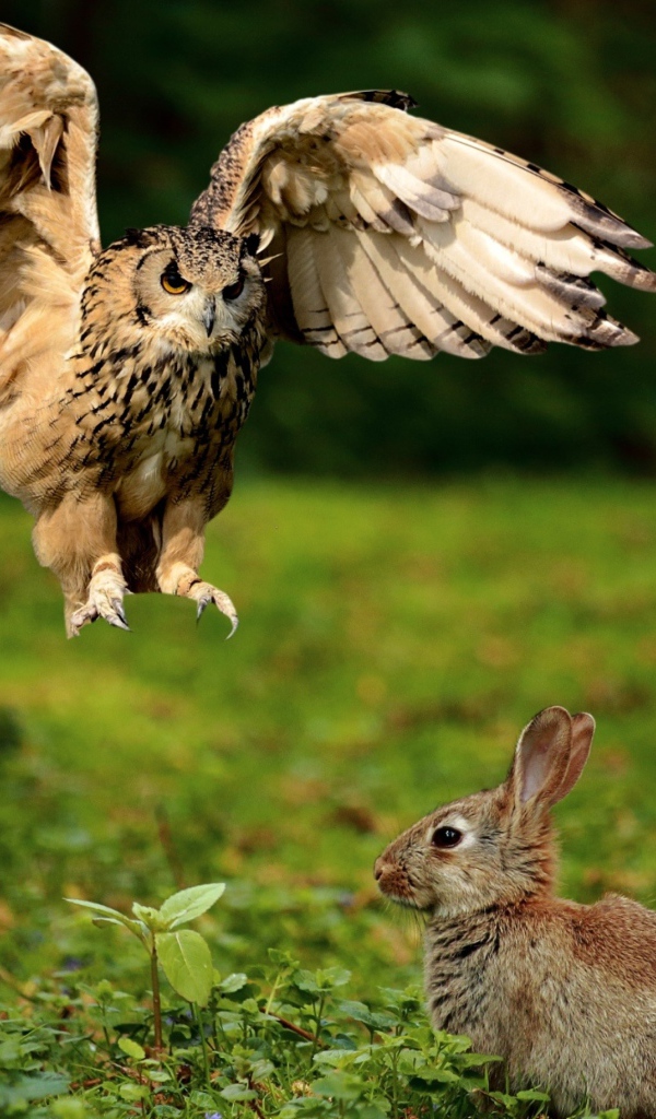 Хищная сова охотится на серого зайца