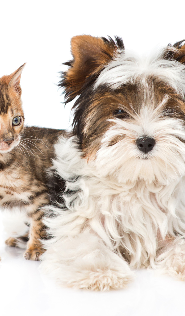 Йоркширский терьер и маленький котенок на белом фоне